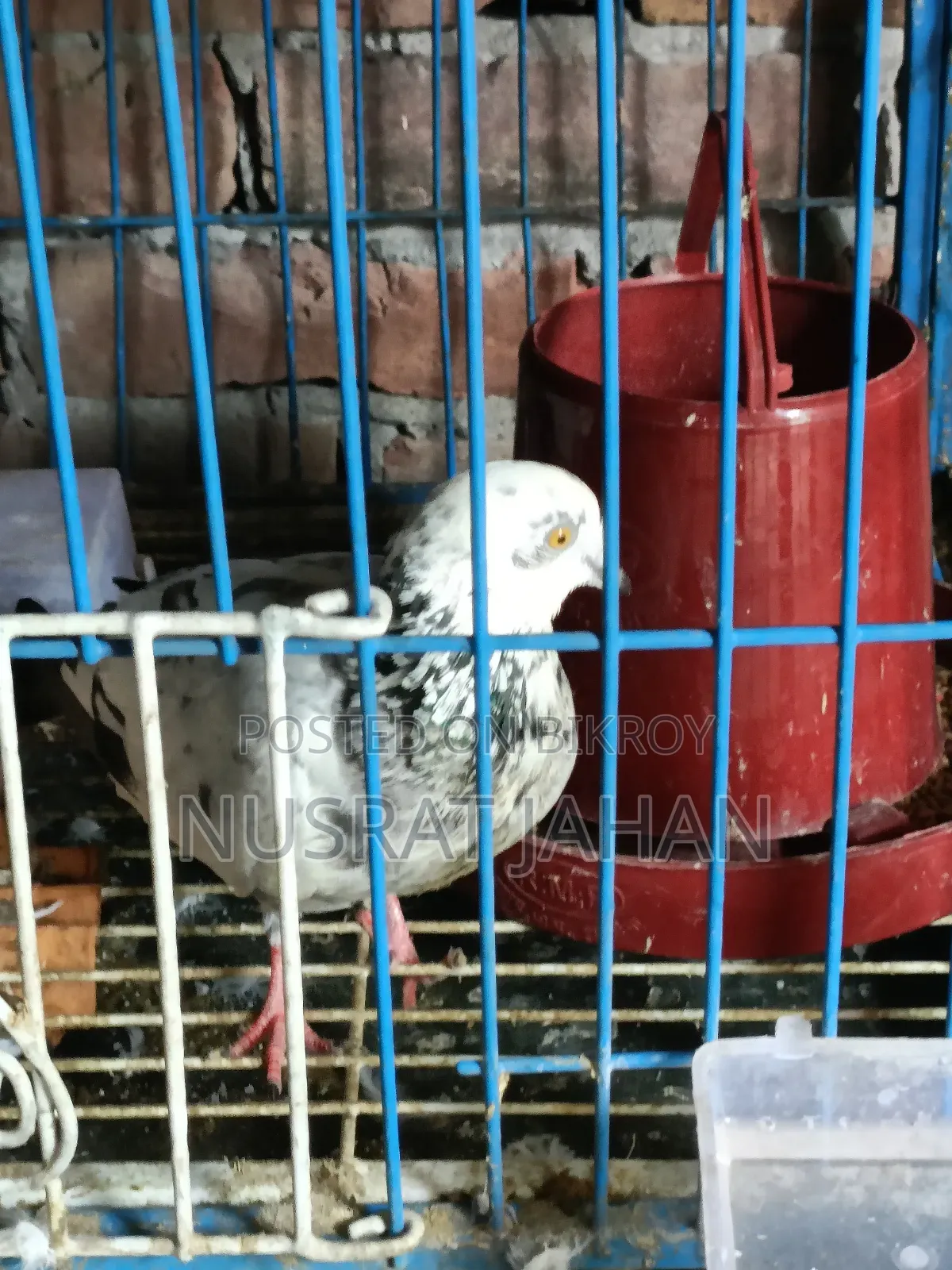High-quality Pakistani Teddy Pigeon