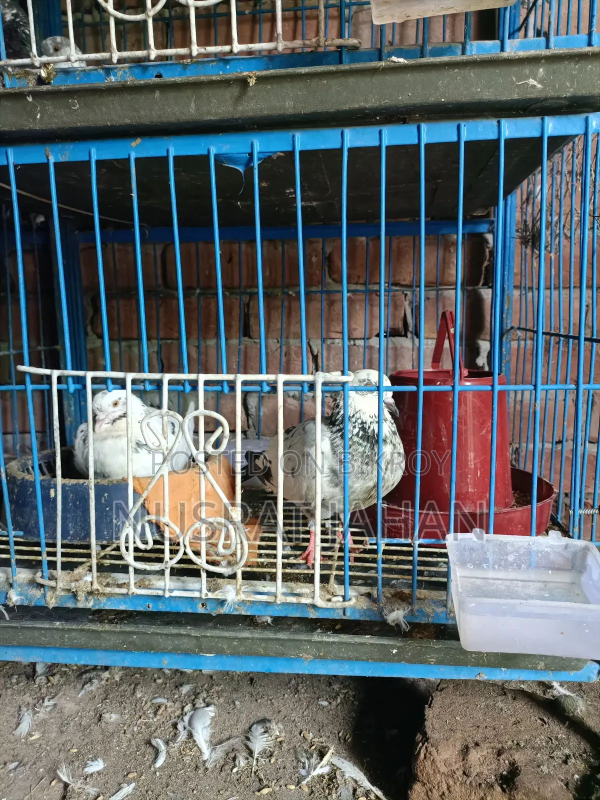 High-quality Pakistani Teddy Pigeon
