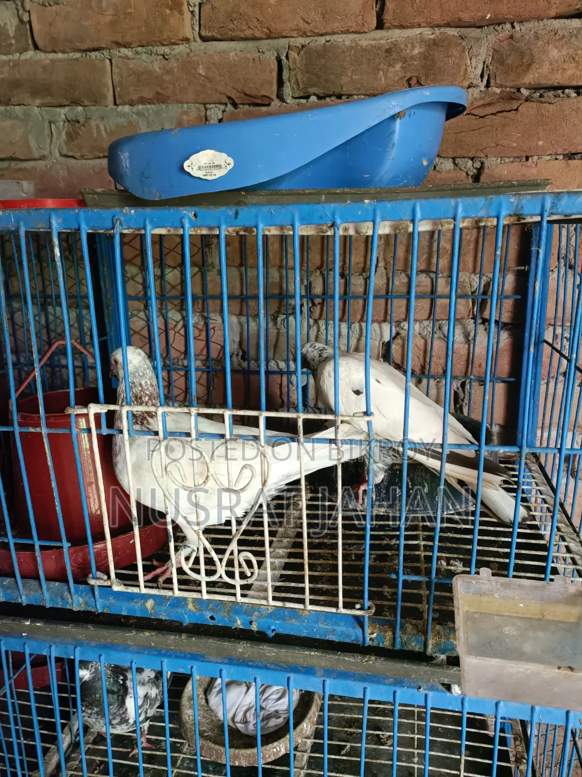 High-quality Pakistani Teddy Pigeon