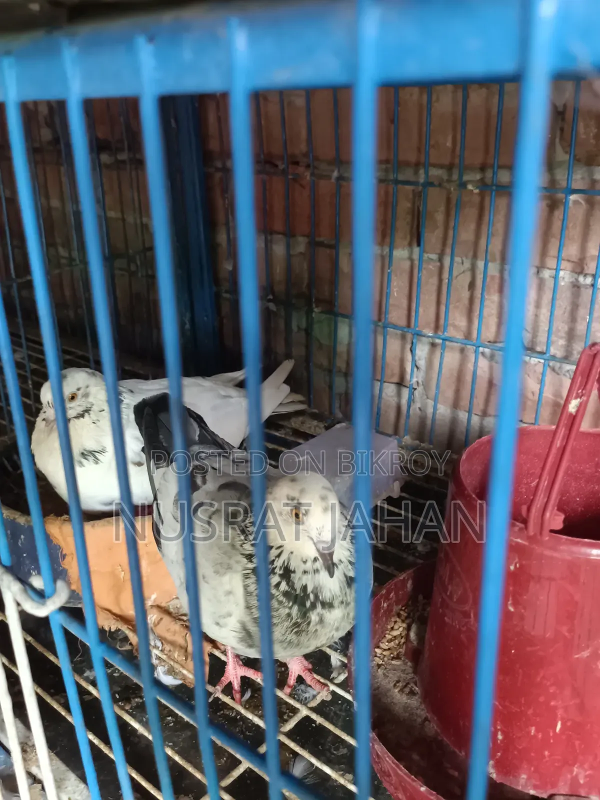 High-quality Pakistani Teddy Pigeon