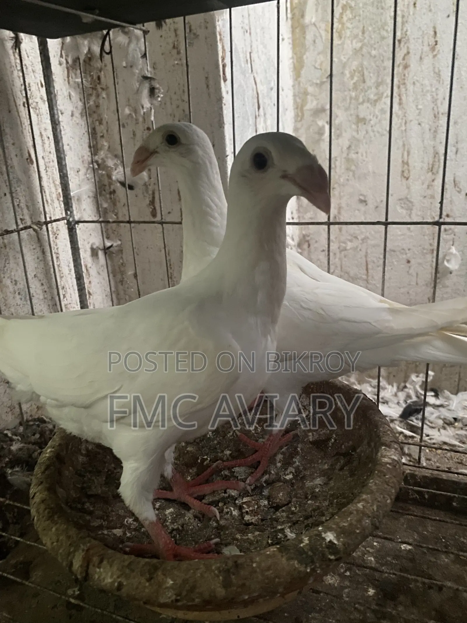 হোয়াইট বিউটি হুমা নিউ অ্যাডাল্ট পেয়ার