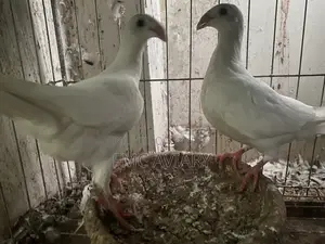 হোয়াইট বিউটি হুমা নিউ অ্যাডাল্ট পেয়ার