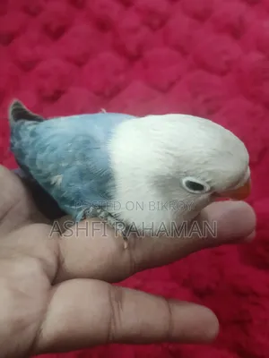 Blue Opaline