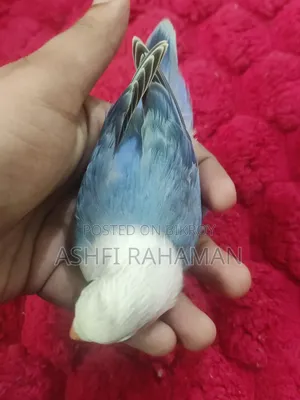 Blue Opaline
