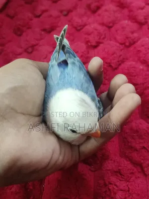 Blue Opaline