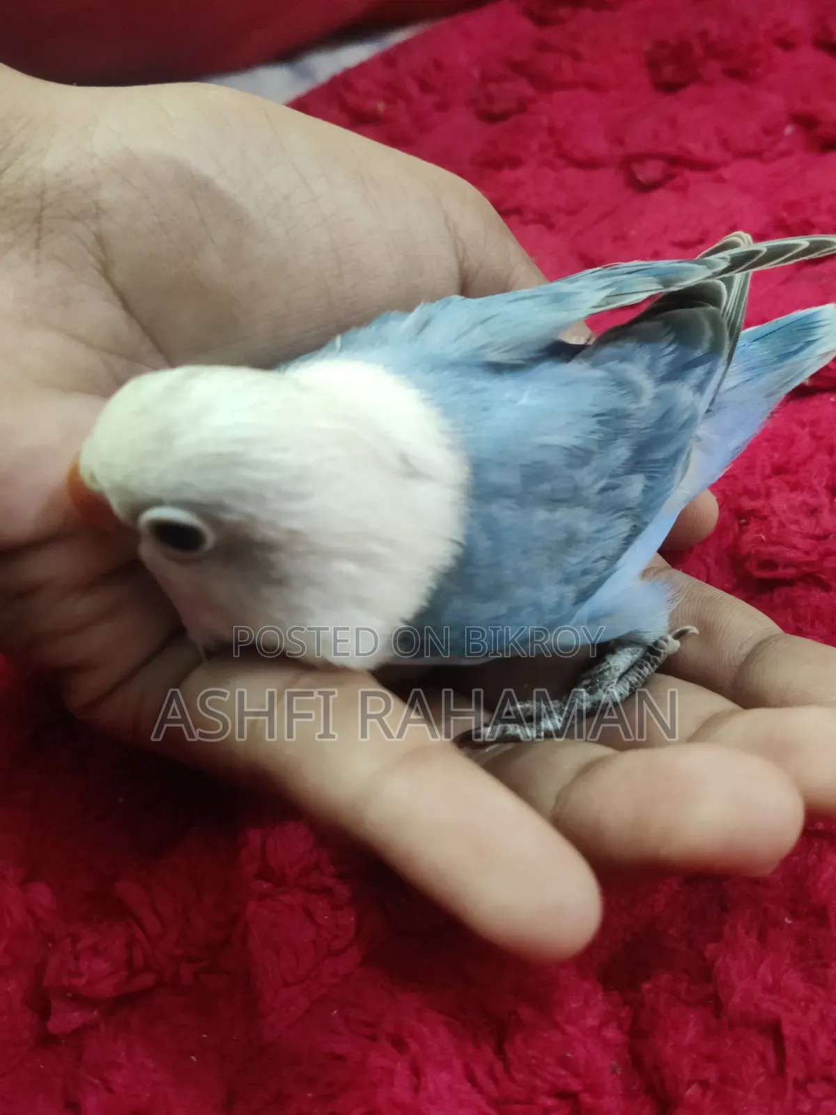 Blue Opaline