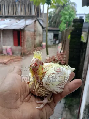 লুটিনো ককাটেল বেবি