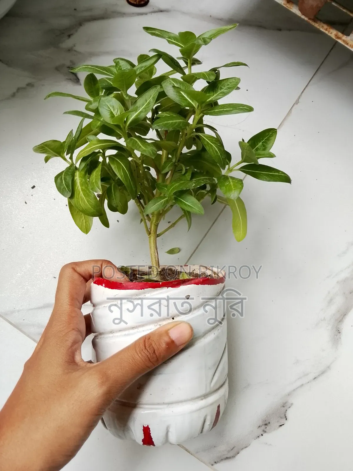 Nayantara Plant