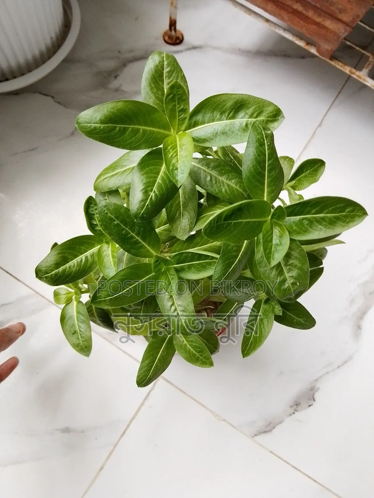Nayantara Plant