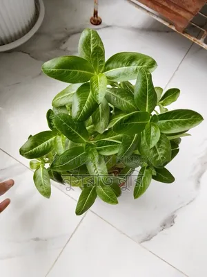 Nayantara Plant