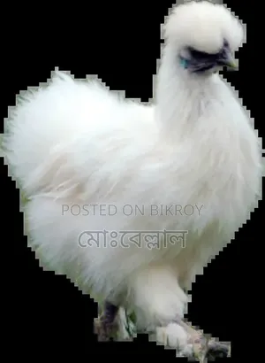 সিল্কি মুরগী