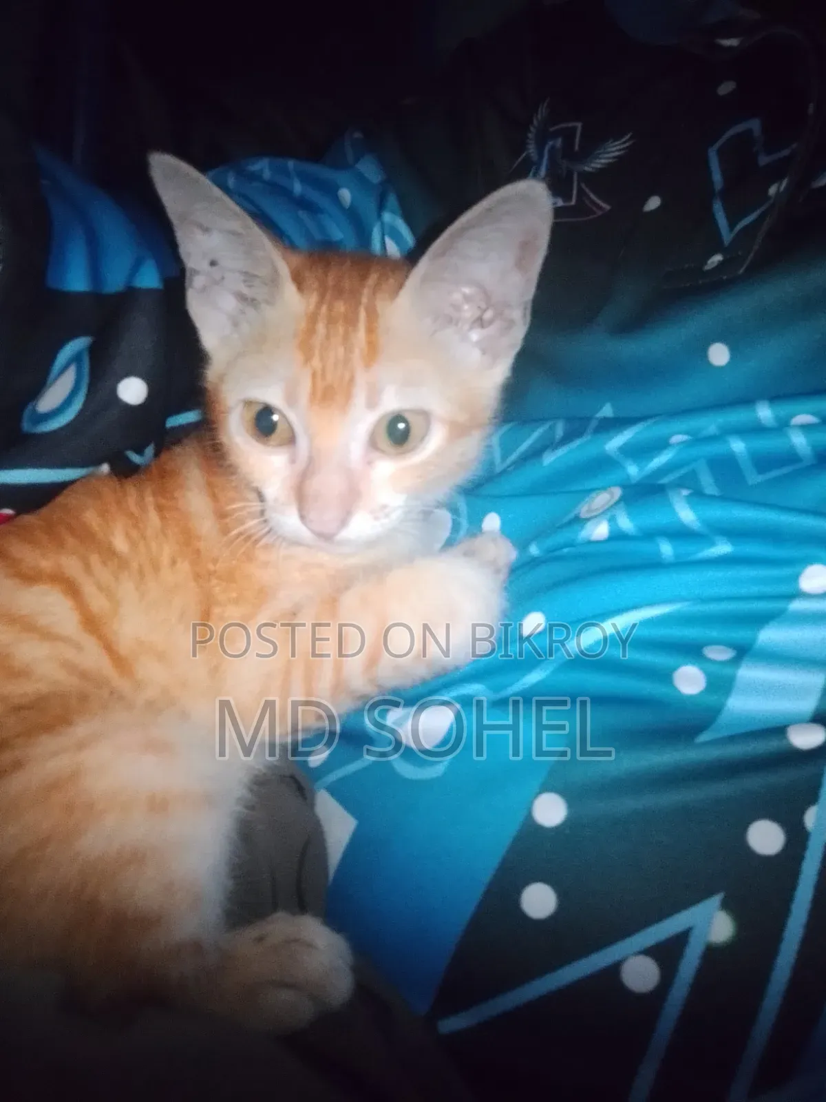 3-6 Months Female Purebred Bengal