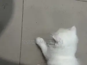 ১-৩ মাসের নারী পিওরব্রেড পার্সিয়ান