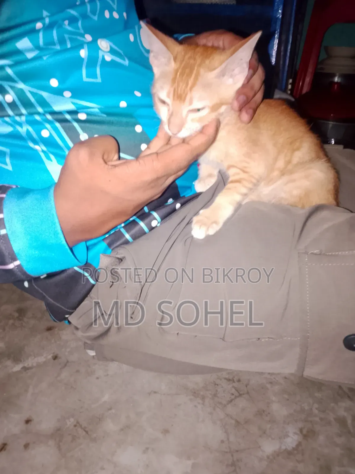 3-6 Months Female Purebred Bengal