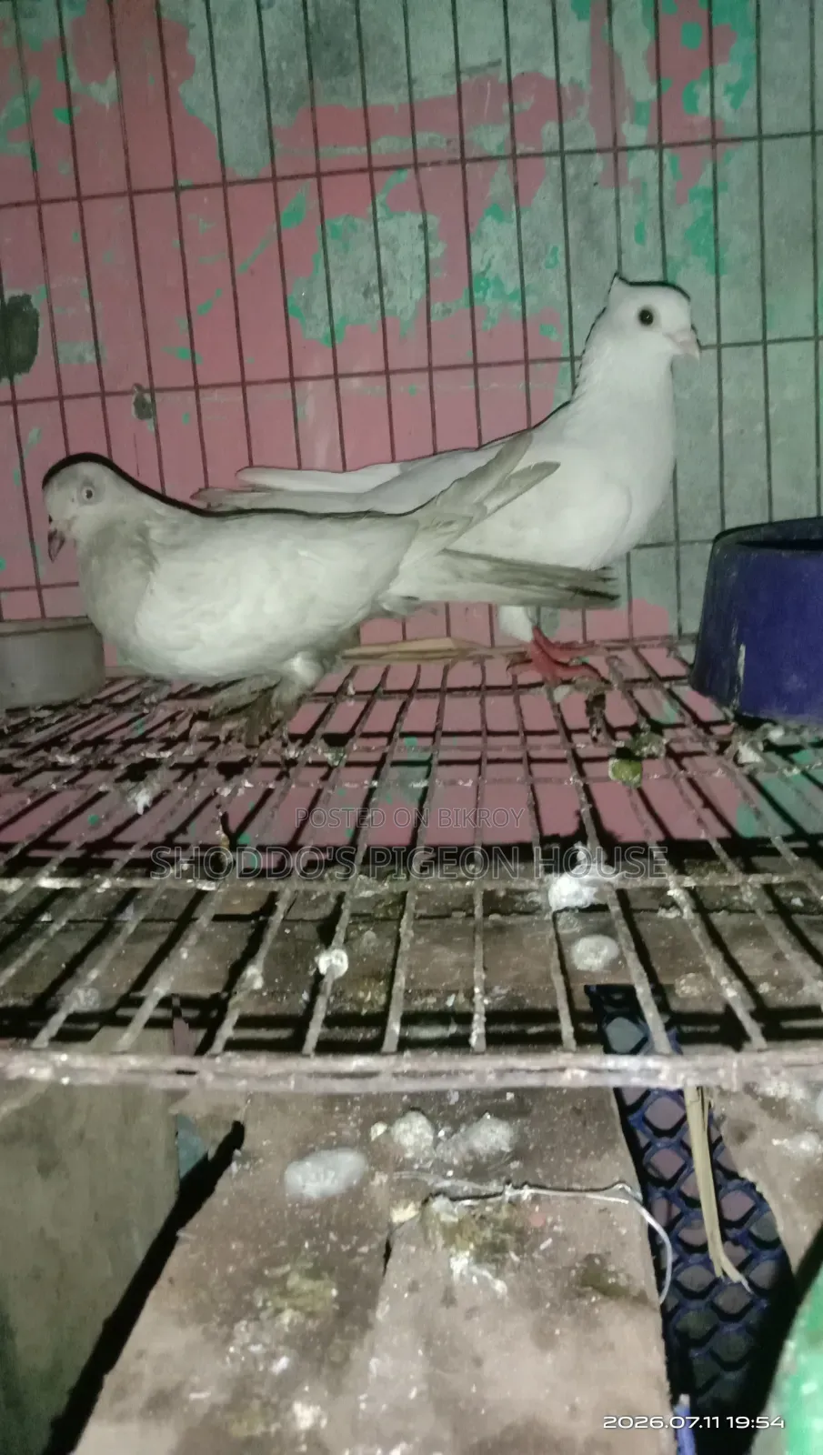 Pigeon For Sale