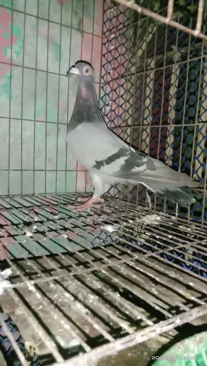 Pigeon For Sale