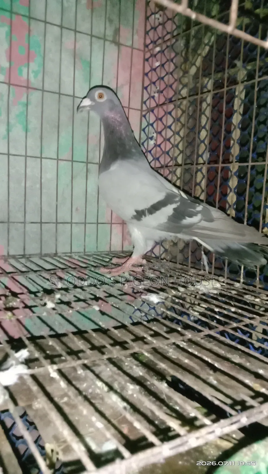 Pigeon For Sale