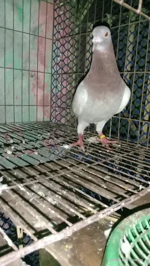 Pigeon For Sale