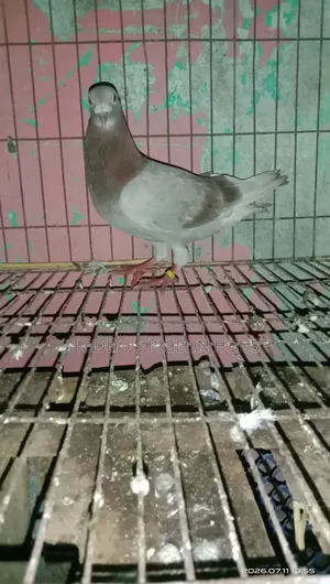 Pigeon For Sale