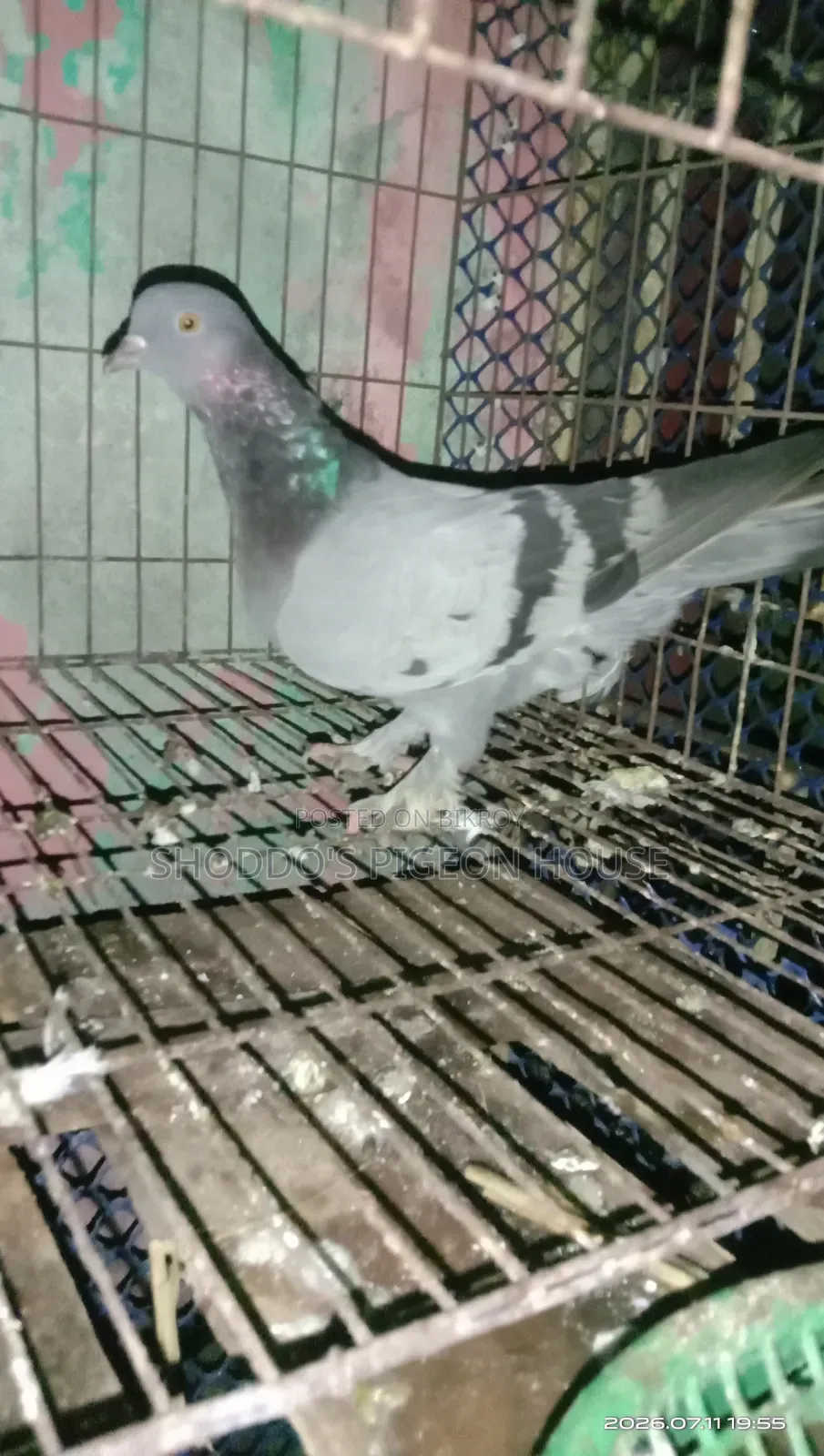 Pigeon For Sale