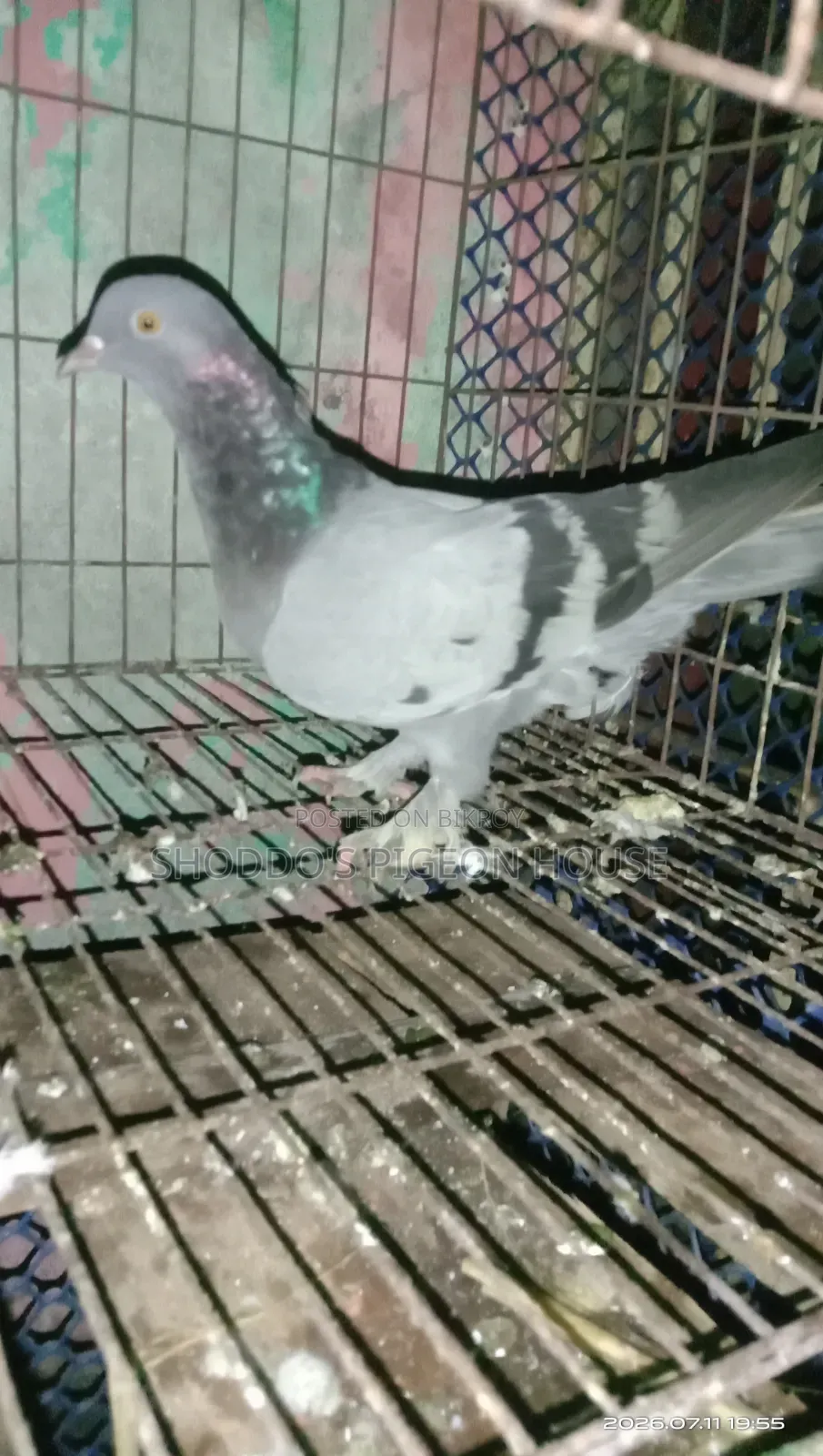 Pigeon For Sale