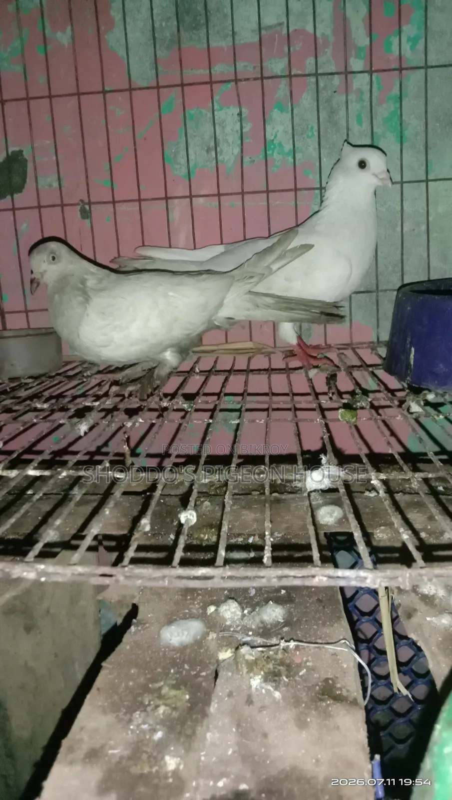 Pigeon For Sale