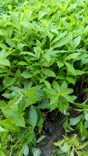 Insulin Plant Seedling - Herbal plant for diabetes control