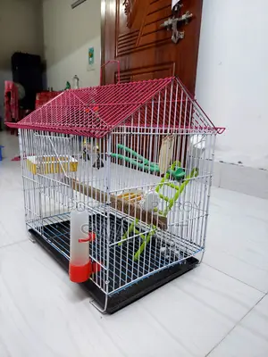 Bird Case 12"12"18"