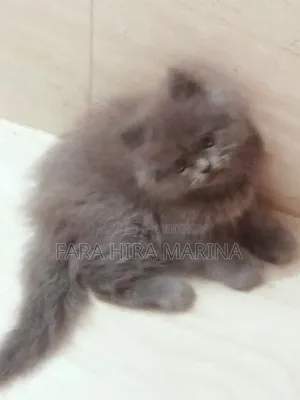 ১-৩ মাস বয়সী পুরুষ বিশুদ্ধ পার্সিয়ান বিড়াল