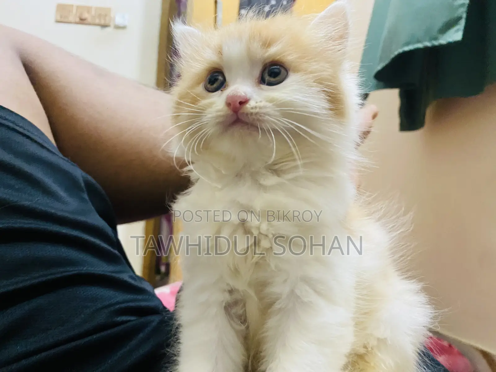 ০-১ মাস বয়সী মেয়ে পার্সিয়ান বিড়াল