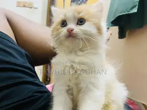 ০-১ মাস বয়সী মেয়ে পার্সিয়ান বিড়াল