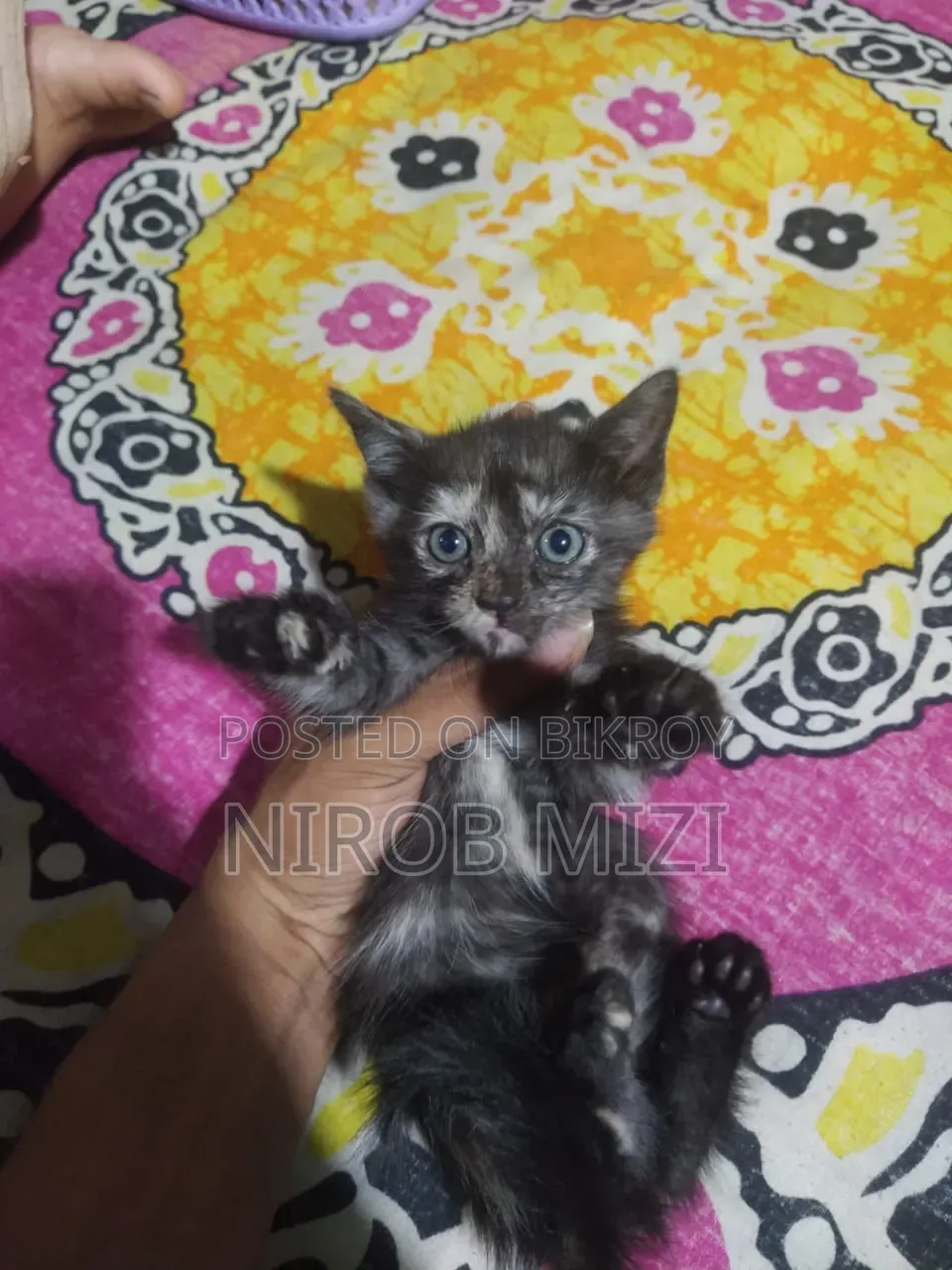 1-3 Months Female Mixed Breed Persian