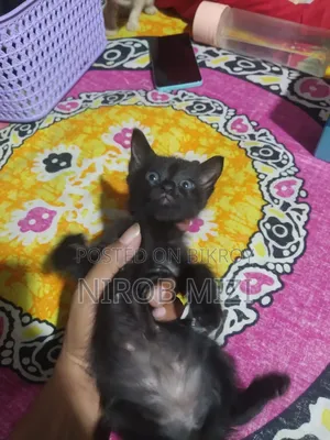 1-3 Months Female Mixed Breed Persian