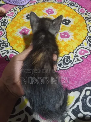 1-3 Months Female Mixed Breed Persian