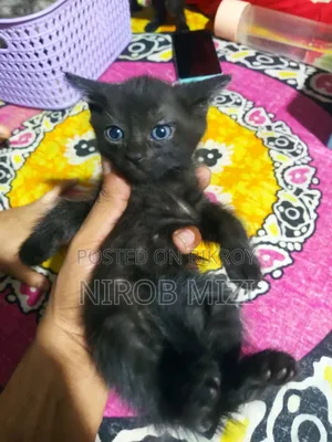 1-3 Months Female Mixed Breed Persian