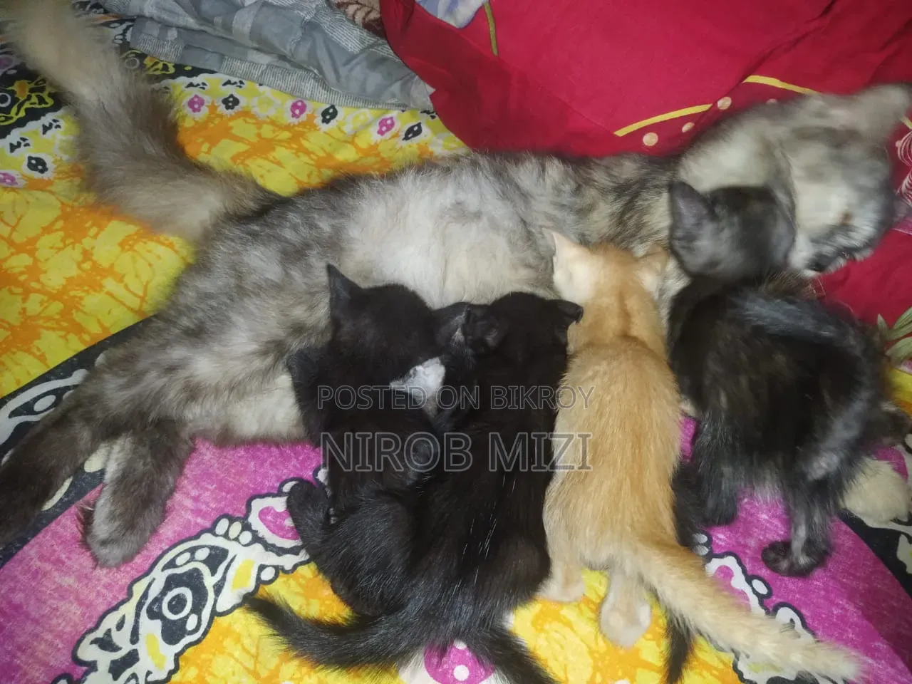 1-3 Months Female Mixed Breed Persian