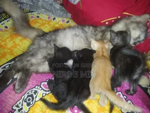 1-3 Months Female Mixed Breed Persian