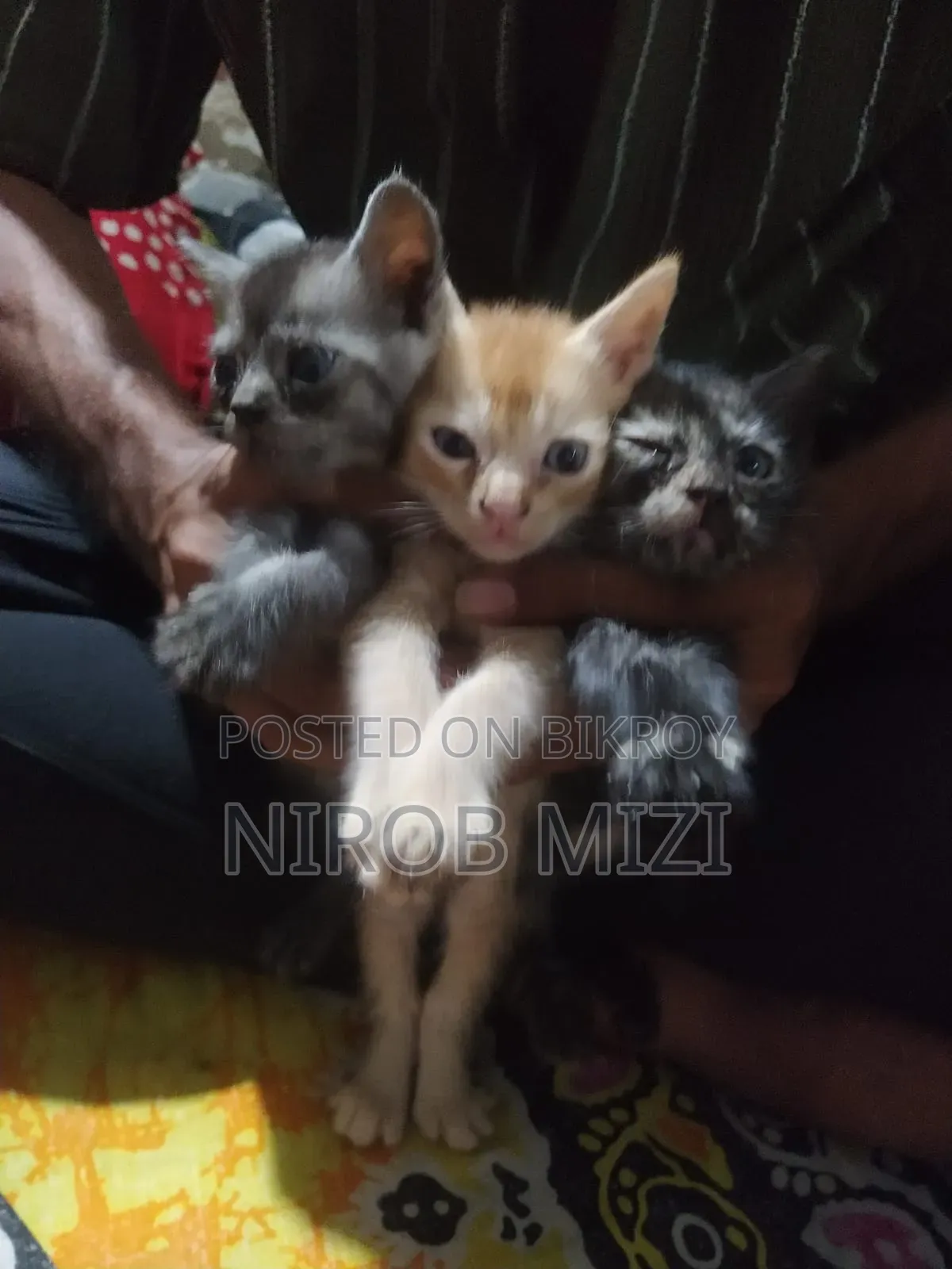 1-3 Months Female Mixed Breed Persian
