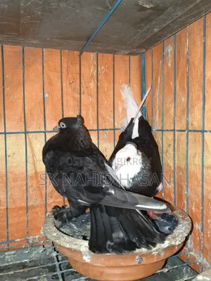 Pigeon for sale