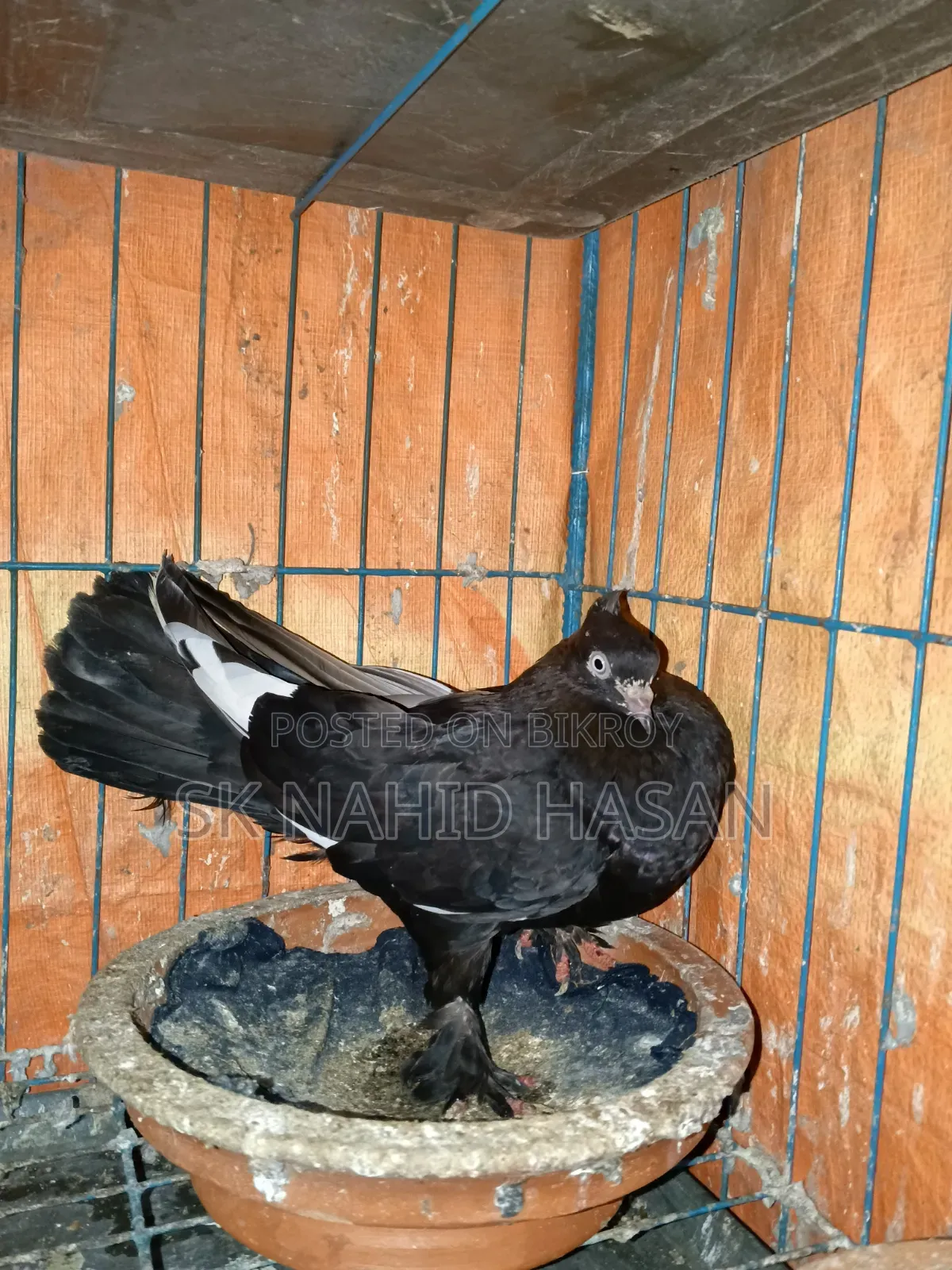 Pigeon for sale