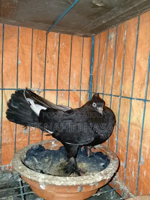 Pigeon for sale