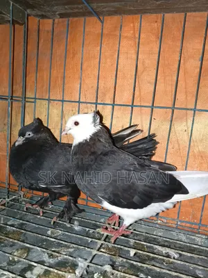 Pigeon for sale