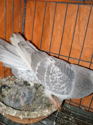 Pigeon for sale