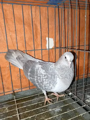 Pigeon for sale