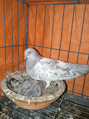 Pigeon for sale