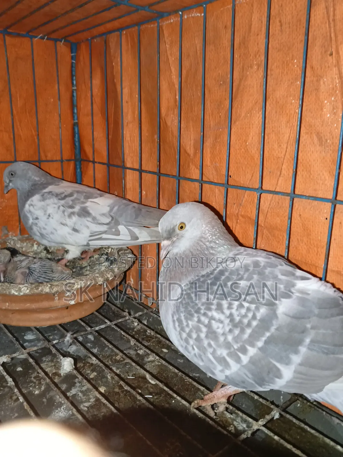 Pigeon for sale