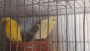 জেপি ফর সেল