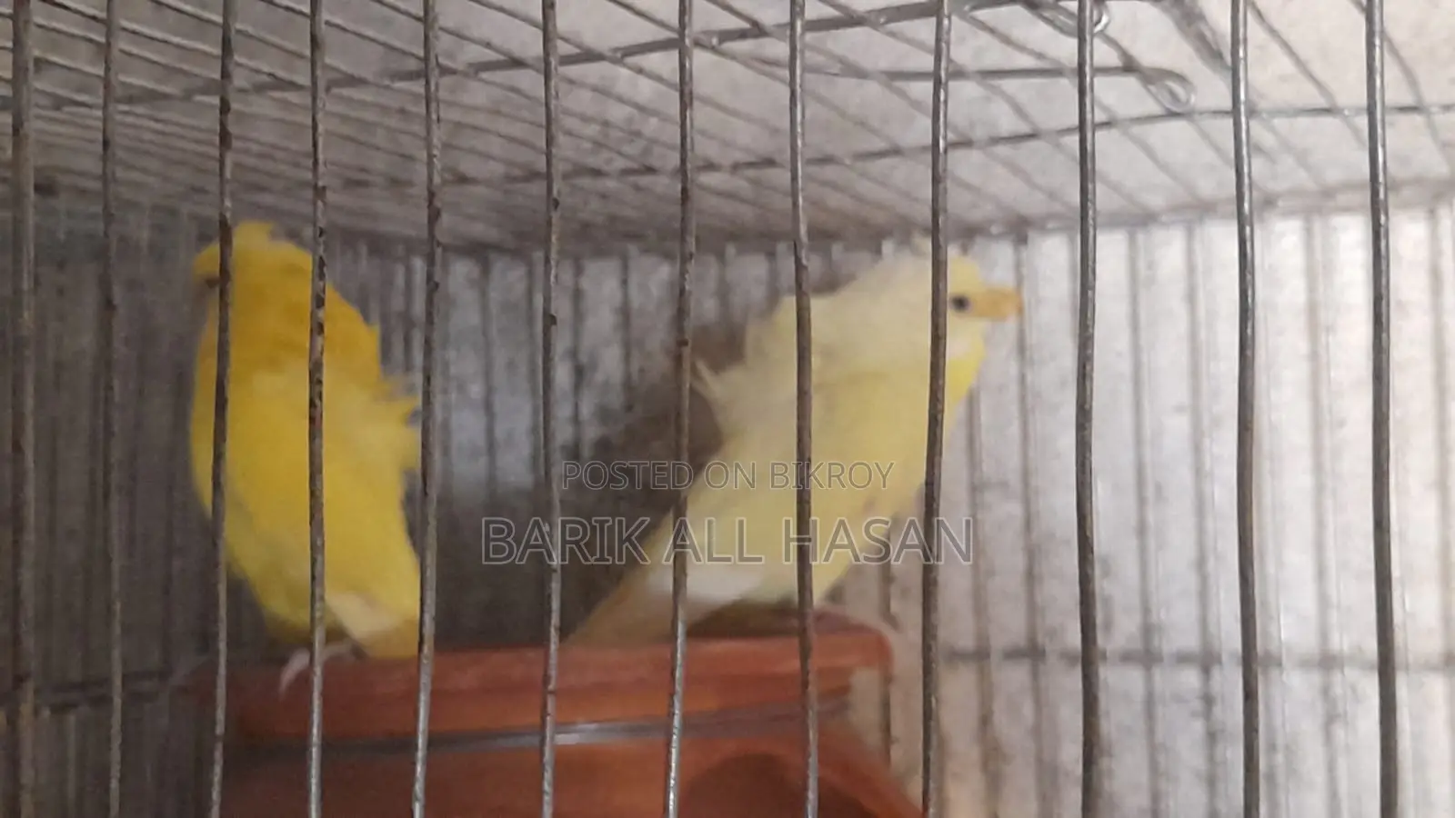 জেপি ফর সেল