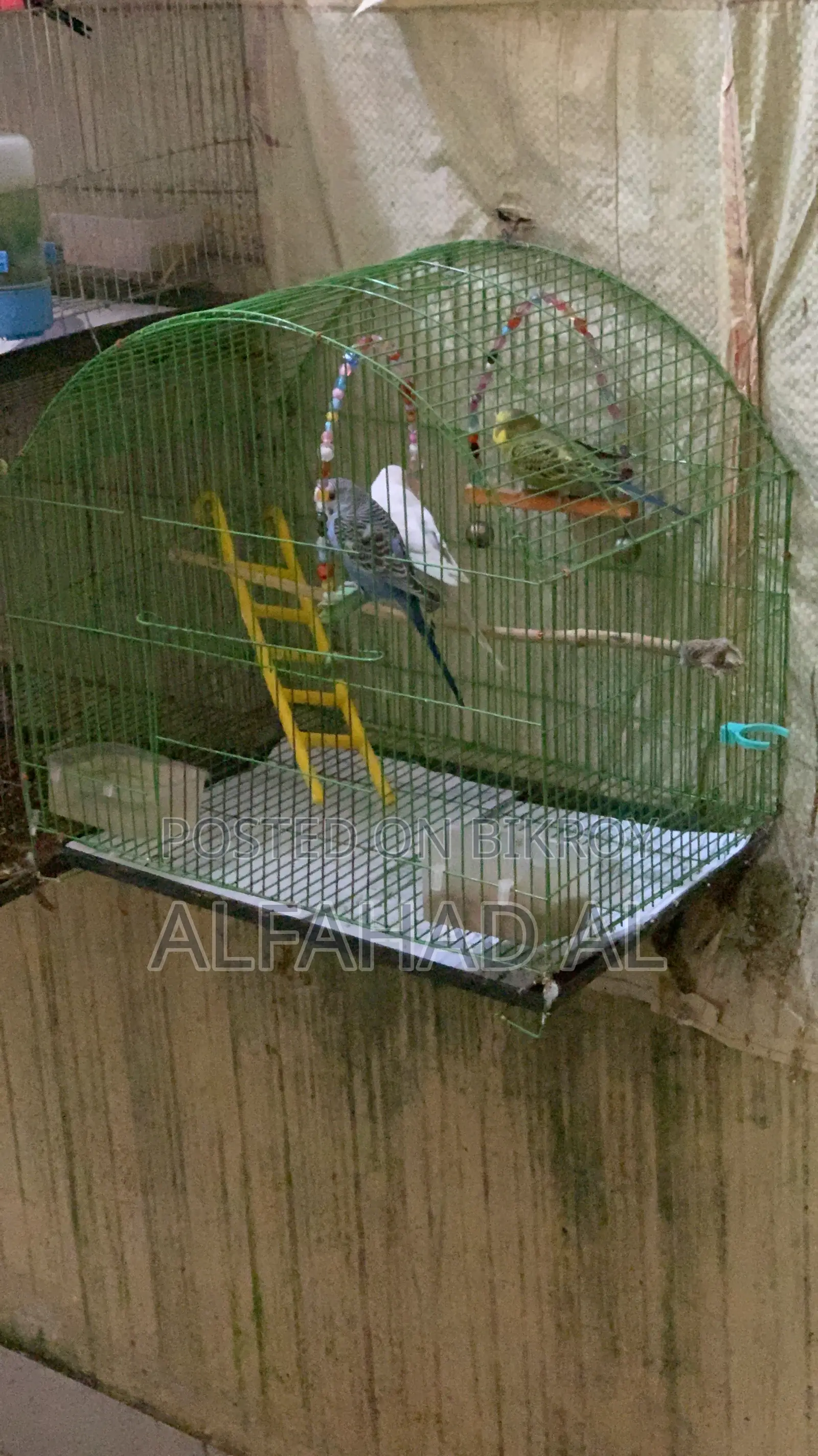 বাজিগার পাখি সেমি অ্যাডাল্ট ৩ পিস হোল সেট