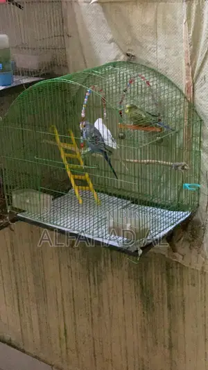 বাজিগার পাখি সেমি অ্যাডাল্ট ৩ পিস হোল সেট